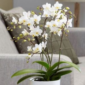 Read more about the article Indoor Houseplants